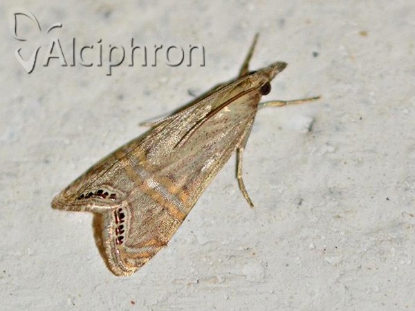 Euchromius ocellea