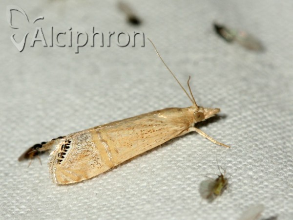 Euchromius ocellea