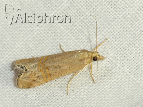 Euchromius ocellea
