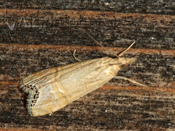Euchromius ocellea