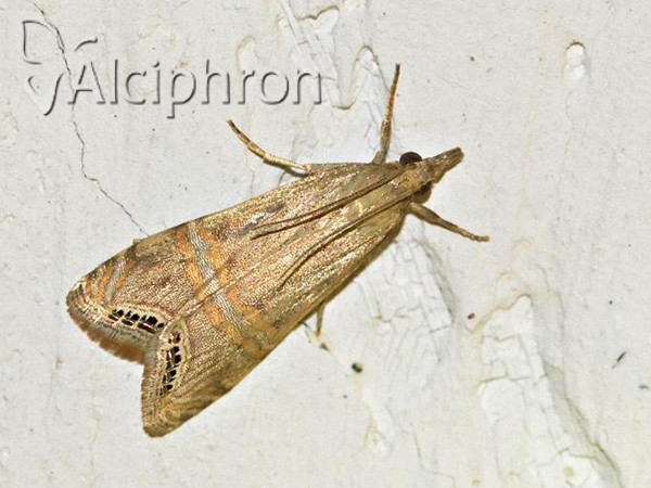 Euchromius ocellea