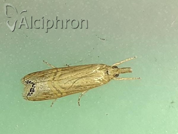 Euchromius ocellea