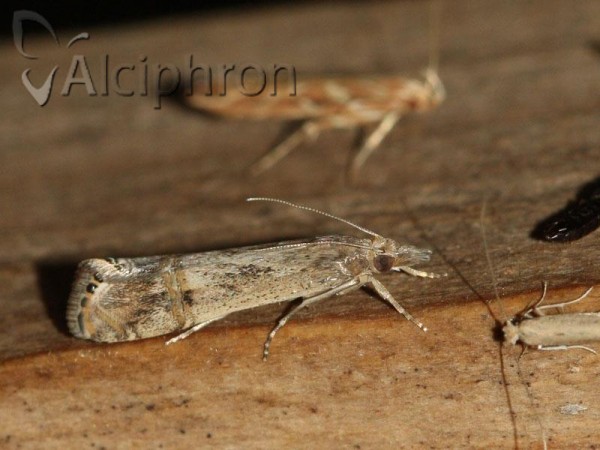 Euchromius ocellea