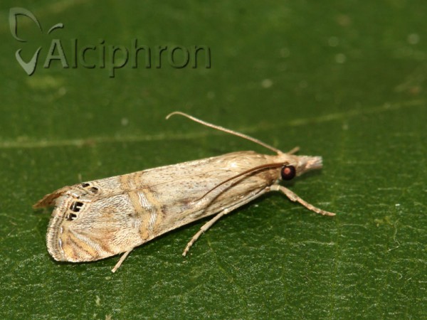 Euchromius ocellea