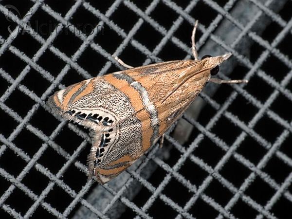 Euchromius bella