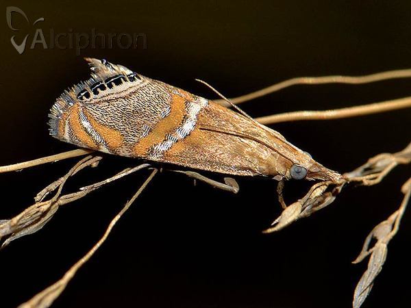 Euchromius bella