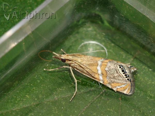 Euchromius bella