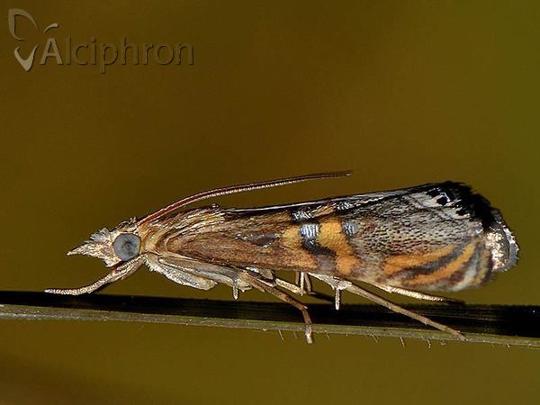 Euchromius bella