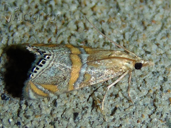 Euchromius bella
