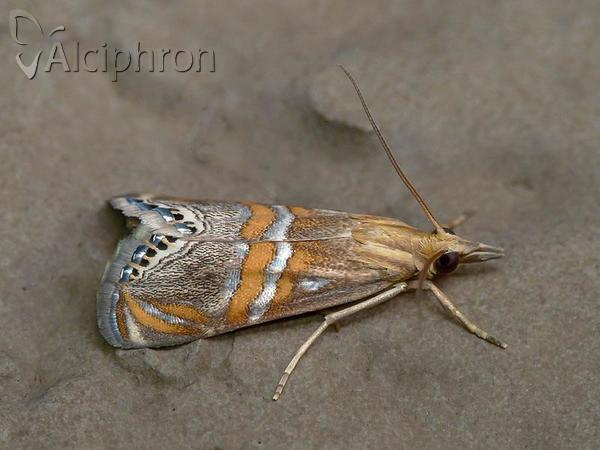 Euchromius bella