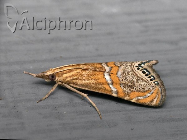 Euchromius bella