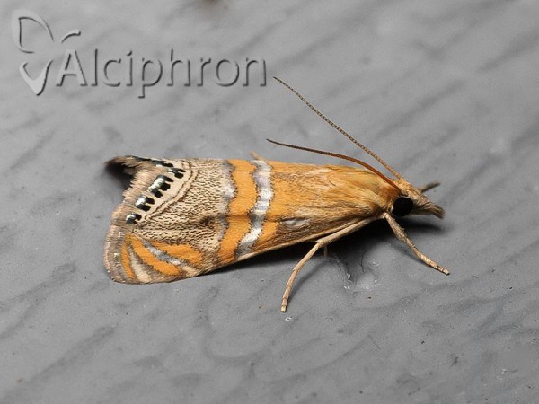 Euchromius bella