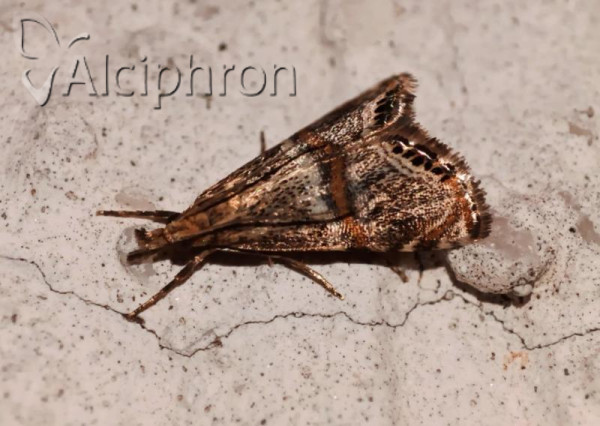 Euchromius superbellus