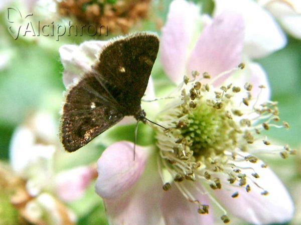 Heliothela wulfeniana