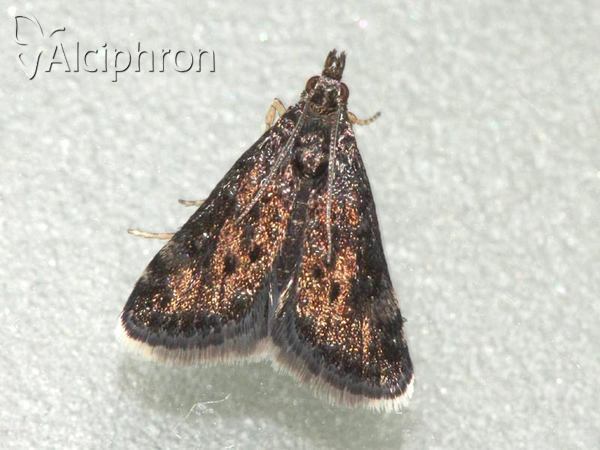 Heliothela wulfeniana