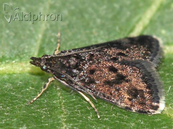 Heliothela wulfeniana