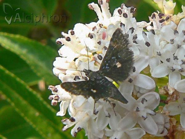 Heliothela wulfeniana