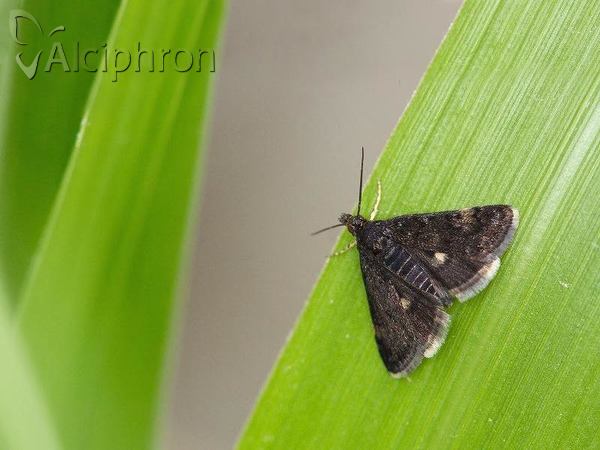 Heliothela wulfeniana