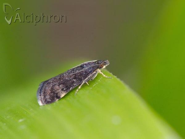 Heliothela wulfeniana