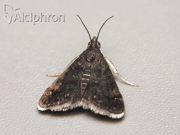 Heliothela wulfeniana