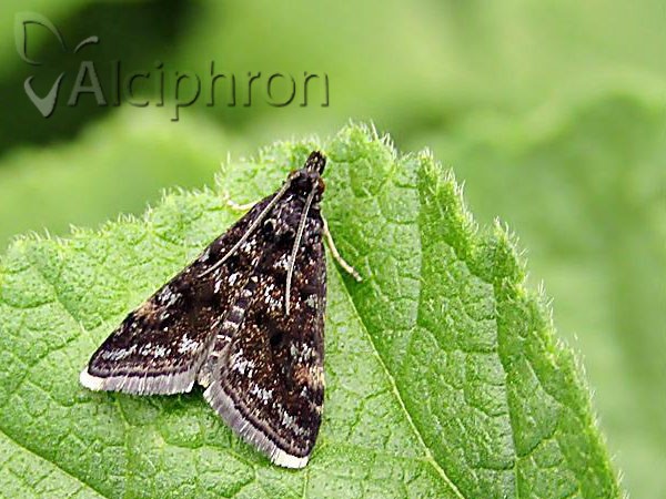 Heliothela wulfeniana