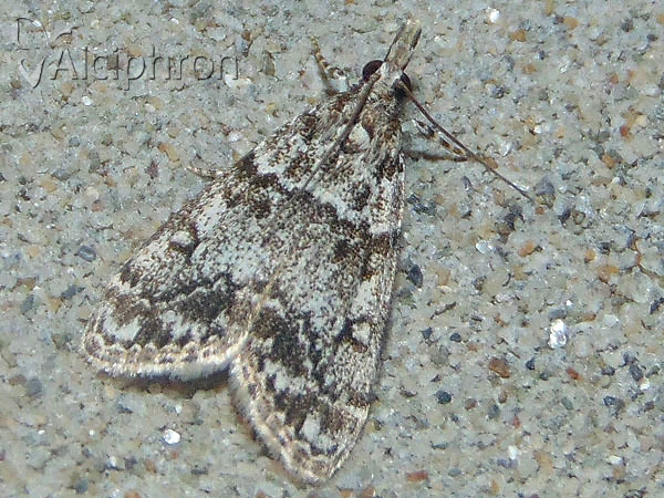 Eudonia lacustrata