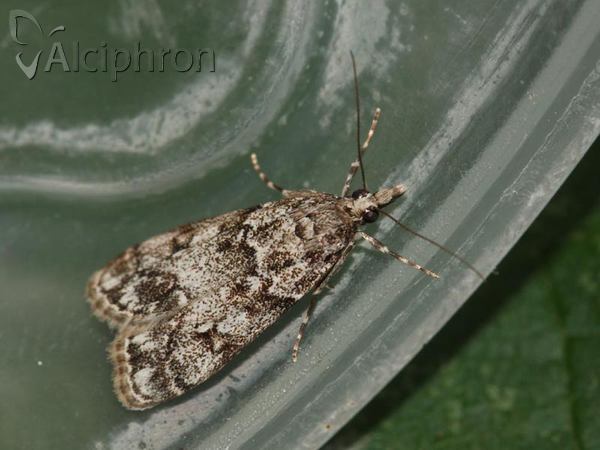 Eudonia lacustrata