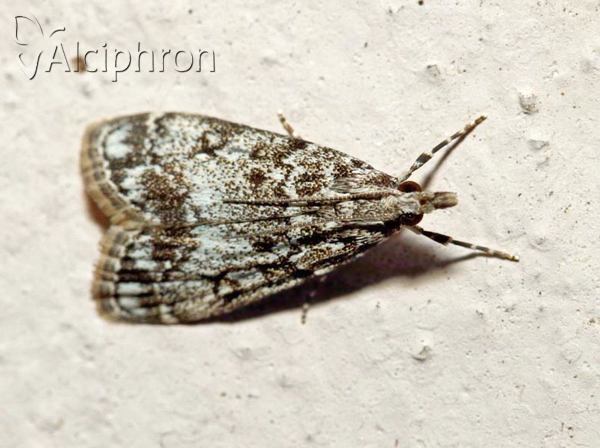 Eudonia lacustrata