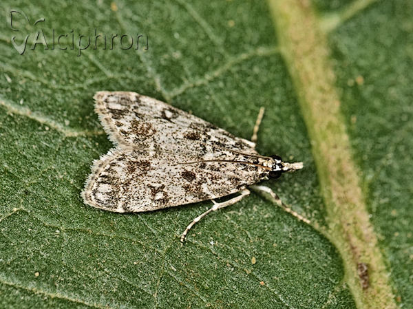 Eudonia lacustrata