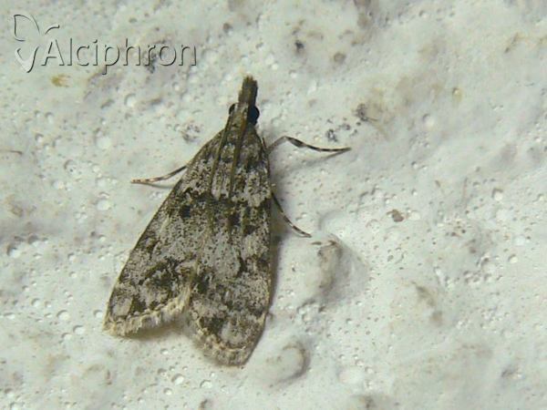 Eudonia lacustrata