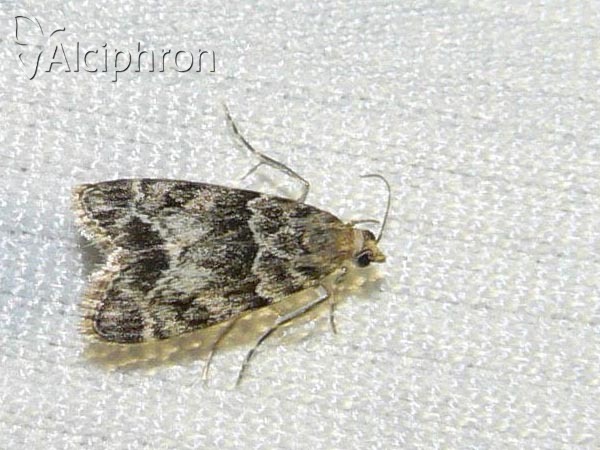 Eudonia lacustrata