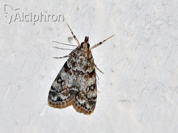 Eudonia lacustrata