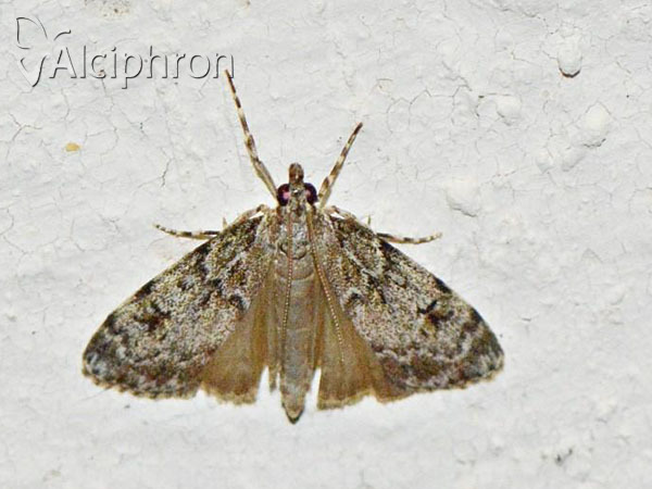 Eudonia lacustrata