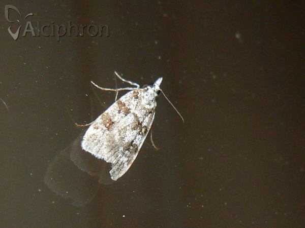 Eudonia delunella