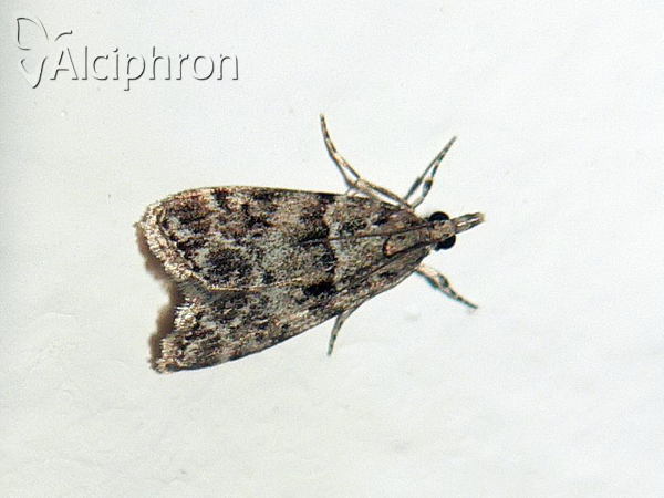 Eudonia truncicolella
