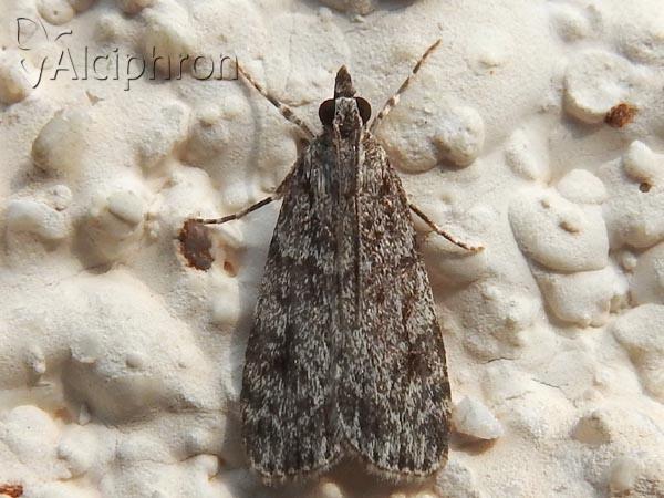 Eudonia truncicolella