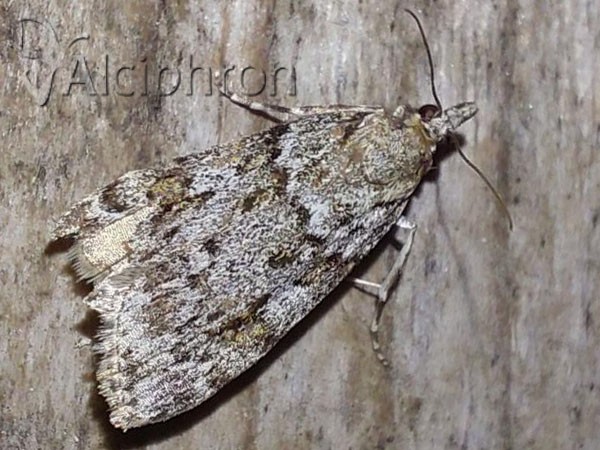 Eudonia truncicolella