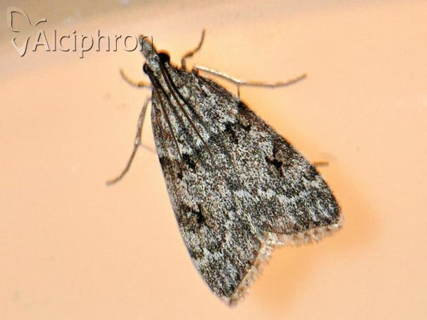 Eudonia mercurella