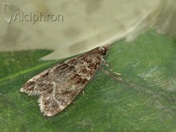 Eudonia mercurella