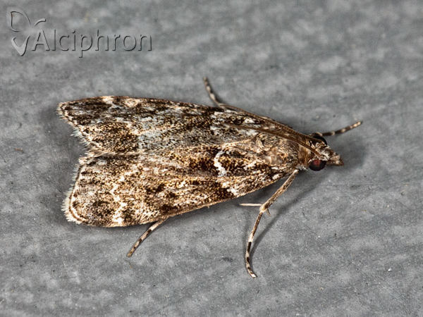 Eudonia mercurella