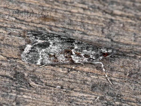 Eudonia mercurella