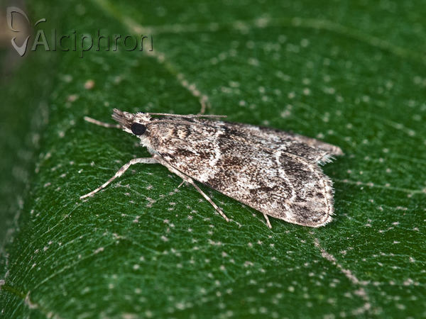 Eudonia mercurella