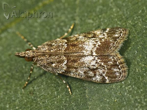 Eudonia mercurella
