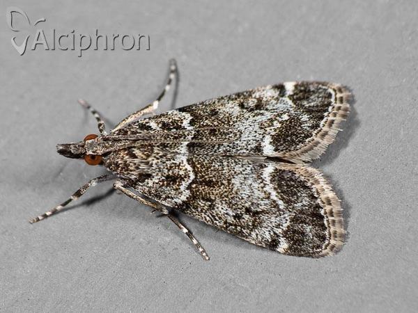 Eudonia mercurella