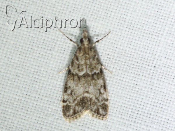 Eudonia mercurella