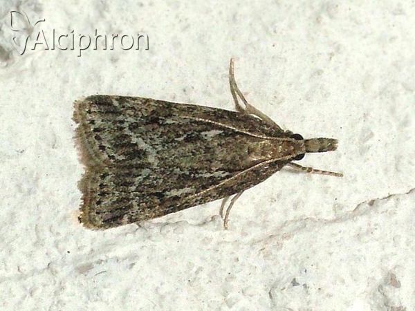 Eudonia pallida
