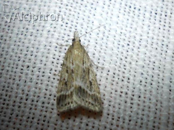 Eudonia pallida