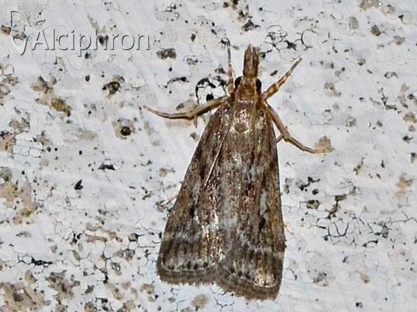 Eudonia pallida