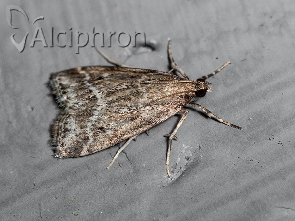 Eudonia pallida
