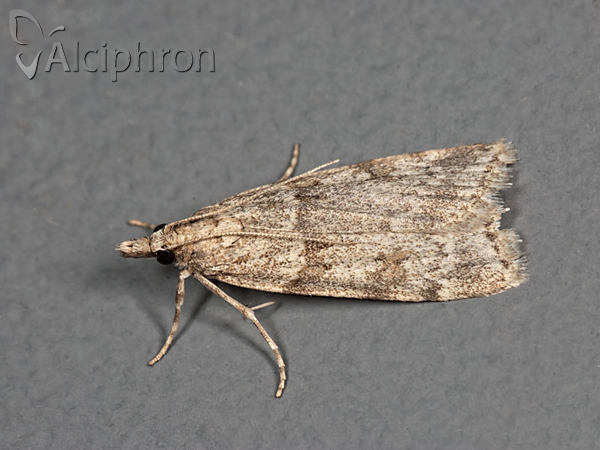 Scoparia manifestella